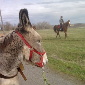 Ânes, poneys et chevaux